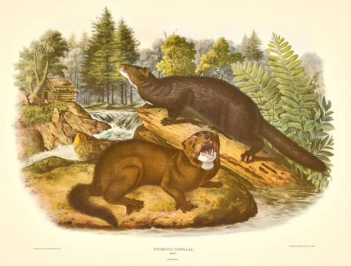 G1964.1.120 - Putorius Vison by John James Audubon, 1844