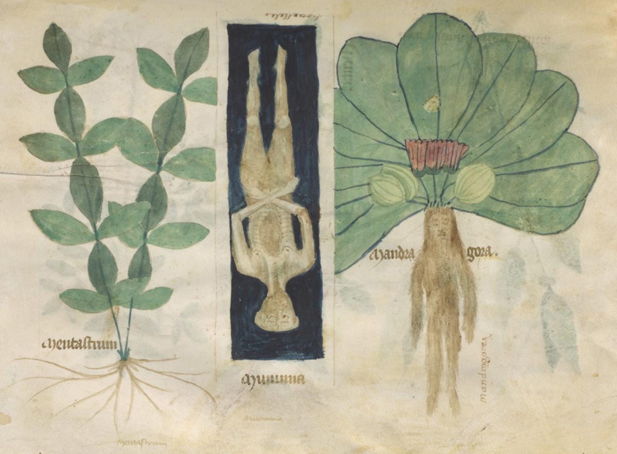 Mint, Mummy, and Mandrake, from Compendium Salernitanum, Northern Italy, possibly Venice, 1350-1375, The Morgan Library & Museum, MS M.873, fol. 61v. Photography by Graham S. Haber, 2017.