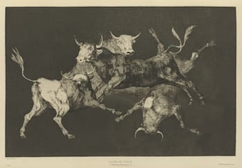 Etching of four bulls overlapping in various dynamic poses.