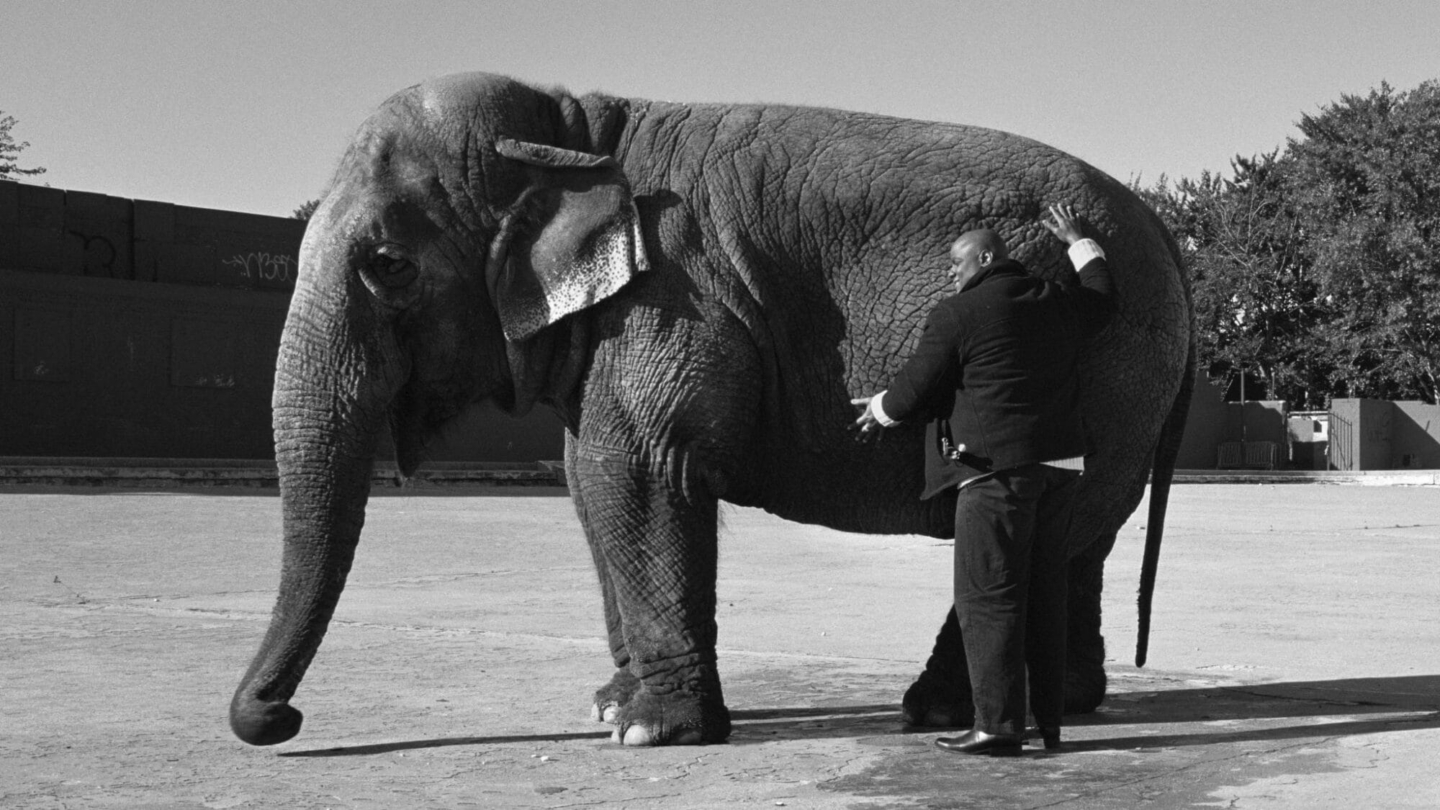 A man stands in front of an elephant, both facing left.