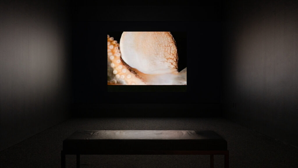 Installation view of Electric Sheep, 2001-2002, by Amy Globus, as part of If the Sky Were Orange: Art in the Time of Climate Change, September 9, 2023 – February 11, 2024. Digital video projection, original and appropriated footage, 5 minutes, 30 seconds, Blanton Museum of Art, The University of Texas at Austin, Purchase through the generosity of the Blanton Contemporary Circle, 2004